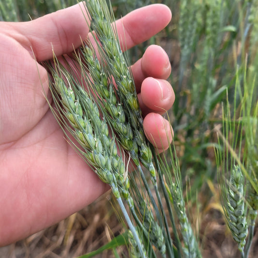 Eastern Montana Dryland Farming: Crops, Challenges, and the Future of Agriculture