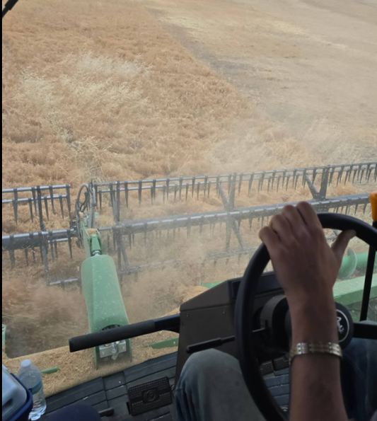 Growing Lentils in Dryland Farming: Challenges and Best Practices