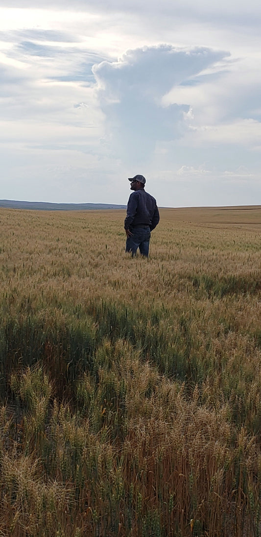 The History of Dryland Farming in Eastern Montana